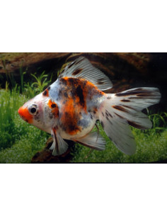 Ryukin Calico 9-10 Cm