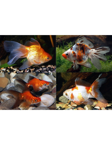 Ryukin Mix 6-7 Cm