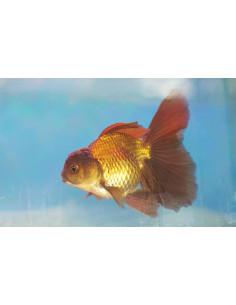Tete De Lion Brun 9-10 Cm