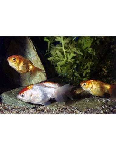 Ranchu Mix 12-13 Cm