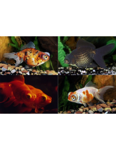 Telescop Yeux Mix 7-8 Cm