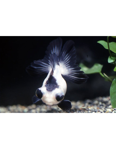 Noir-Blanc Panda 6-7 Cm