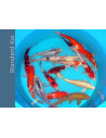 Koi Standard Sbs 6-9 Cm