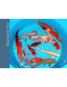Koi Standard SBS (Cyprinus carpio Koi Standard) 12-14 Cm