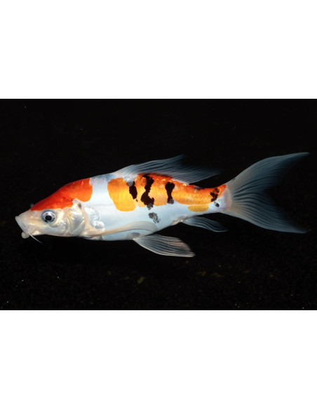 Koi Butterfly SBS (Cyprinus carpio Koi Butterfly) 14-16 Cm