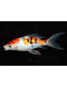 Koi Butterfly SBS (Cyprinus carpio Koi Butterfly) 20-25 Cm