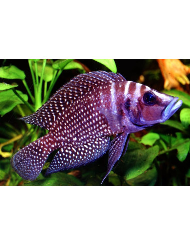Altolamprologus Calvus Black 3,5-4cm
