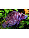 Altolamprologus Calvus Black 3,5-4cm