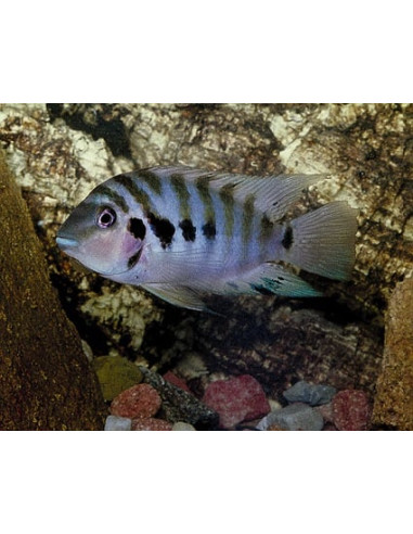 Cichlidé zèbre (Amatitlania nigrofasciata) 3,5-4cm