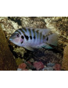 Amatitlania Nigrofasciata 3,5-4cm