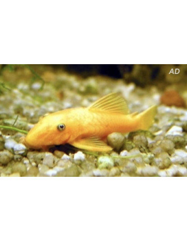 Ancistrus gold (Ancistrus sp. Gold) 2,5-3cm