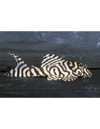 Hypancistrus L236 (Hypancistrus sp. L236) 3-3,5cm