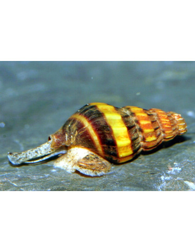Escargot mangeur descargots (Anentome helena) 1,2-1,5cm Wild