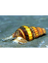Escargot mangeur descargots (Anentome helena) 1,2-1,5cm Wild