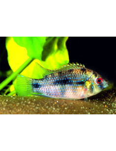 Cichlidé papillon africain (Anomalochromis thomasi) 4-5cm