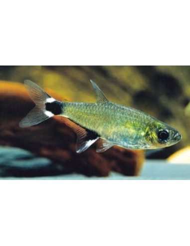 Tétra paraguayensis (Aphyocharax paraguayensis) 2-2,5cm