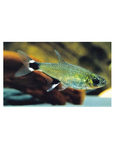 Tétra paraguayensis (Aphyocharax paraguayensis) 2-2,5cm