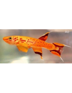 Aphyosemion australe Gold (Aphyosemion australe Gold) 3-4cm