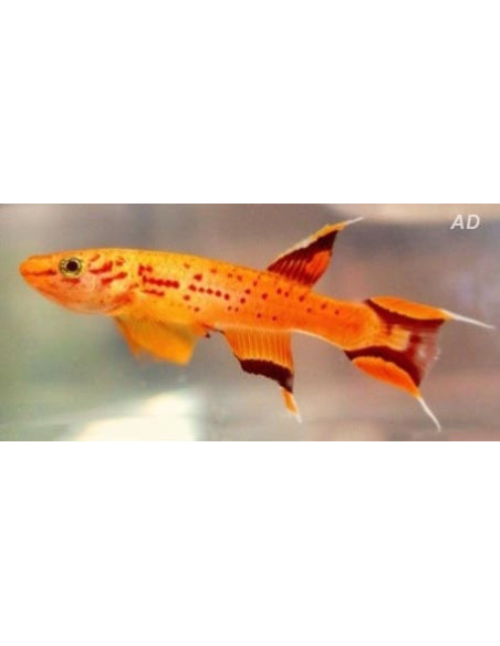 Aphyosemion australe Gold (Aphyosemion australe Gold) 3-4cm