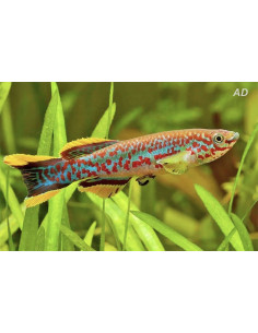 Fundulopanchax gardneri gardneri (Fundulopanchax gardneri gardneri) couple 3-4cm