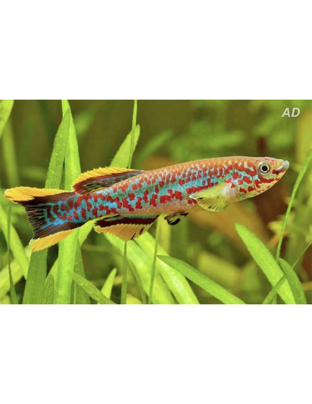 Fundulopanchax gardneri gardneri (Fundulopanchax gardneri gardneri) couple 3-4cm