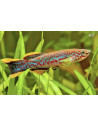 Fundulopanchax gardneri gardneri (Fundulopanchax gardneri gardneri) couple 3-4cm