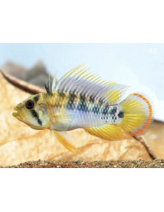 Apistogramma Baenschi 3-4cm