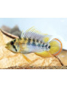 Apistogramma Baenschi 3-4cm