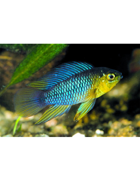 Apistogramma Borellii 2,5-3 cm (paar)