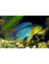 Apistogramma Borellii 2,5-3 cm (paar)