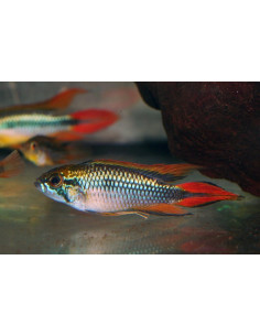 Apistogramma Agassizii Double Red 3-4cm
