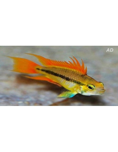 Apistogramma cacatuoides Orange (Apistogramma cacatuoides Orange) 3-4cm