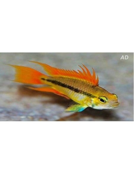 Apistogramma cacatuoides Orange (Apistogramma cacatuoides Orange) 3-4cm