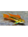 Apistogramma cacatuoides Orange (Apistogramma cacatuoides Orange) 3-4cm