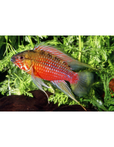 Apistogramma hongsloi Red (Apistogramma hongsloi Red) 3-4cm