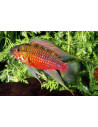 Apistogramma hongsloi Red (Apistogramma hongsloi Red) 3-4cm