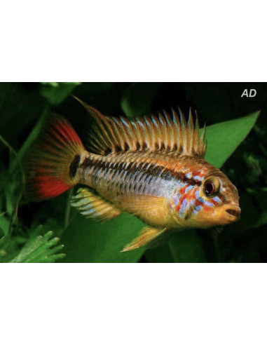 Apistogramma Macmasteri 3-4 cm (paar)