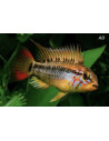 Apistogramma Macmasteri 3-4 cm (paar)