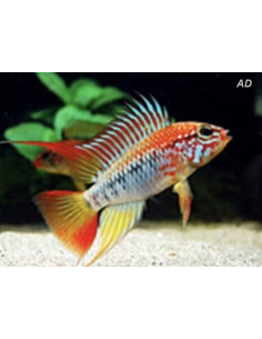 Apistogramma Viejita 3-4cm