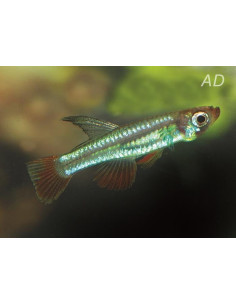 Aplochilichthys Myersi 1-2cm Wild