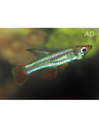 Aplochilichthys Myersi 1-2cm Wild