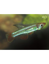 Aplochilichthys Myersi 1-2cm Wild