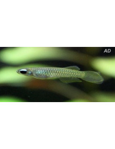 Aplocheilichthys Normani 1,2-1,8cm