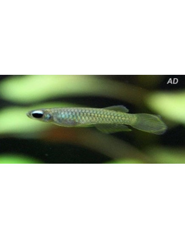 Aplocheilichthys Normani 1,2-1,8cm