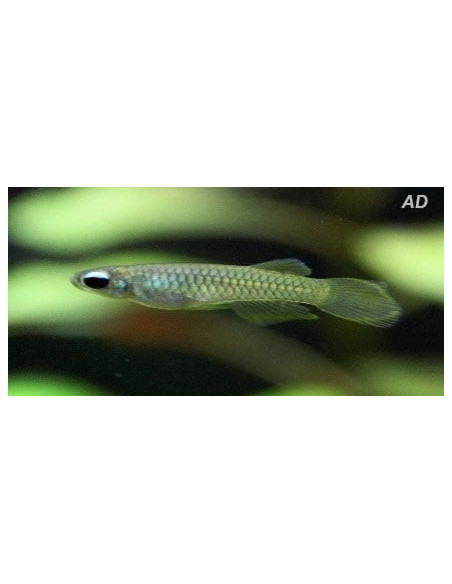 Aplocheilichthys Normani 1,2-1,8cm