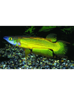 Killi doré (Aplocheilus lineatus Gold) 3-4cm