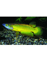 Killi doré (Aplocheilus lineatus Gold) 3-4cm