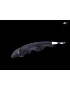 Apteronotus Albifrons 4-6cm