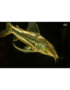Corydoras barbatus (Scleromystax barbatus) 2,5-3cm