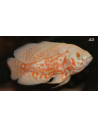 Astronotus Ocellatus Albino Tiger 4-6cm